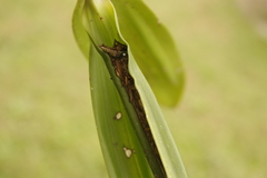 Polyrhachis australis