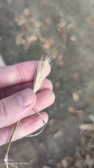 Hordeum murinum