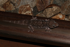 Chondrodactylus turneri