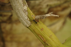 Polyrhachis australis