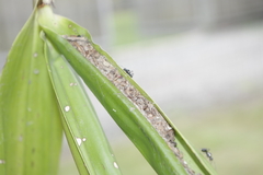 Polyrhachis australis