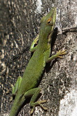 Anolis allisoni