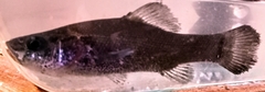 Aphredoderus sayanus
