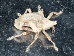 Oemethylus triangularis