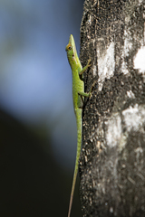 Anolis allisoni