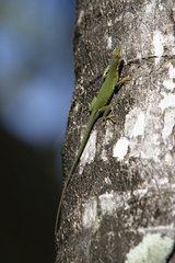 Anolis allisoni