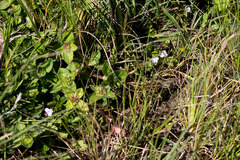 Diclis rotundifolia