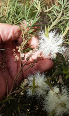 Melaleuca linariifolia