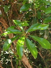 Planchonella pohlmaniana