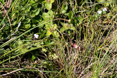 Diclis rotundifolia