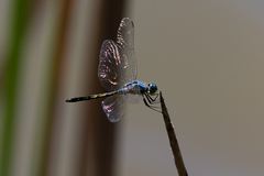 Trithemis stictica