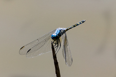Trithemis stictica