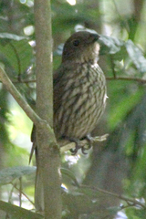 Scenopoeetes dentirostris