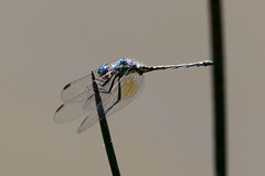 Trithemis stictica