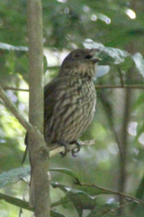 Scenopoeetes dentirostris