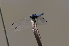 Trithemis stictica
