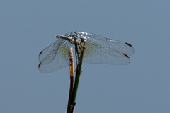 Trithemis stictica