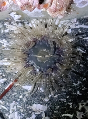 Anthopleura artemisia