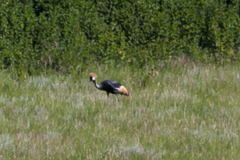 Balearica regulorum regulorum