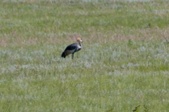 Balearica regulorum regulorum