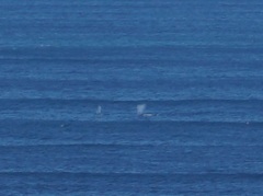 Megaptera novaeangliae