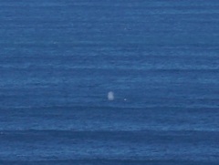 Megaptera novaeangliae