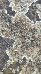 Protoparmeliopsis muralis