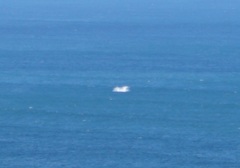 Megaptera novaeangliae