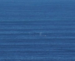 Megaptera novaeangliae