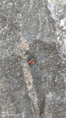 Pyrrhocoris apterus