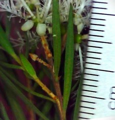 Melaleuca linariifolia