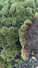 Bryum argenteum