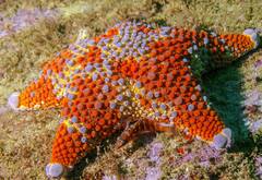 Asterodiscides truncatus