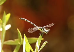 Austroepigomphus praeruptus