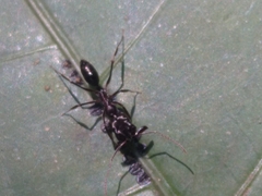 Odontomachus simillimus