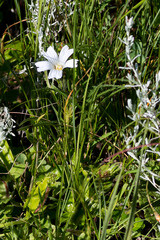 Monsonia