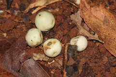 Syzygium cormiflorum