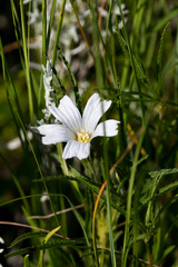 Monsonia