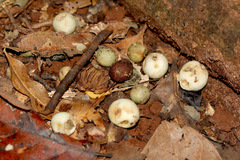Syzygium cormiflorum
