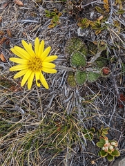 Brachyglottis bellidioides