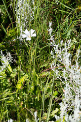 Monsonia