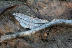 Chiasmia simplicilinea