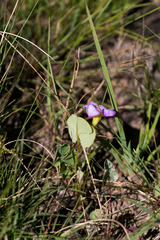 Oxalis obliquifolia