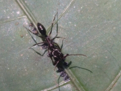 Odontomachus simillimus