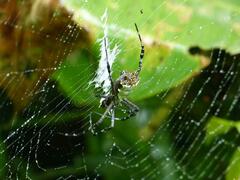 Argiope submaronica
