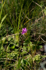 Oxalis obliquifolia
