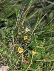 Euphrasia cockayneana