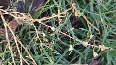 Capsella bursa-pastoris