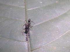 Odontomachus simillimus