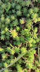 Sedum pallidum